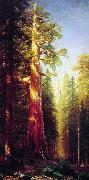 The Great Trees, Mariposa Grove, California Albert Bierstadt